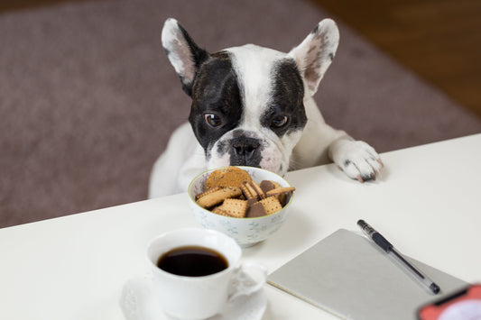 The Importance of Choosing the Right Dog Food for Your Pet's Health