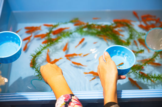 Creating a Stimulating Environment for Your Aquarium Fish: A Guide to Aquarium Accessories